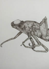 Drawing of a nymph