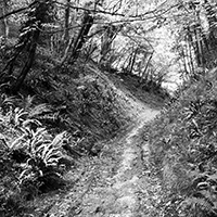 Black and white photograph showing a woodland path.