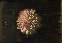 A pale pink flower, produced with an encaustic printing technique (microcrystalline wax and pigment)