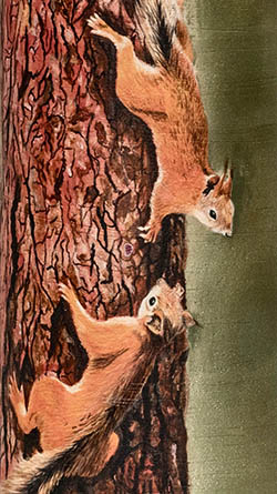 Two squirrels climbing a tree trunk